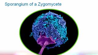 Introduction to Clinical Mycology Part 2 Hot Topic [upl. by Clemente]