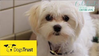 Rescue dogs meet amp greet with Dogs Trust [upl. by Lucania20]