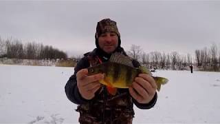 Journée de gars à la Perchaude Géante Highlight Giant Perch Fishing day with freinds [upl. by Nomad]