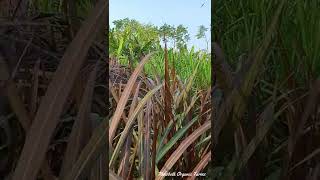 Super Napier and Red Napier grass after 50 days of planting [upl. by Ardnaid]