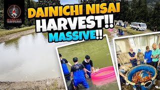 DAINICHI NISAI HARVEST [upl. by Ioyal171]