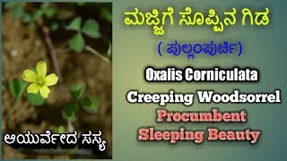 ಮಜ್ಜಿಗೆ ಸೊಪ್ಪಿನ ಗಿಡ Oxalis Corniculata Creeping Woodsorrel Procumbent Yellow Sorrel [upl. by Mannie741]