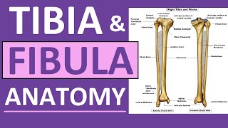 Tibia and Fibula Anatomy of Leg Bones  Anatomy amp Physiology [upl. by Mclaurin527]