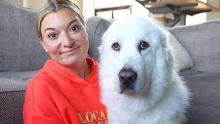 What Its Like Owning a Great Pyrenees [upl. by Ylrevaw5]