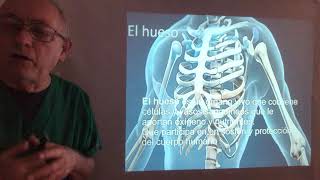 Introducción a anatomía parte 2 Osteología [upl. by Eidur775]