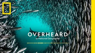 Exploring Pristine Seas  Podcast  Overheard at National Geographic [upl. by Boys]