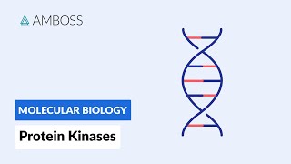 Protein Kinases Cell Signaling and Phosphorylation [upl. by Allayne]