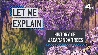 Let Me Explain Jacaranda Trees  NBCLA [upl. by Neveda]