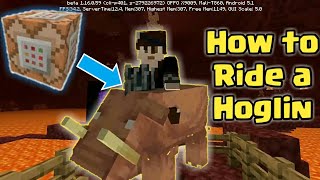 How to ride a Hoglin in Minecraft using a Command Block [upl. by Gwennie]