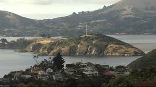 Otago Harbour considered for Bluff oyster farming [upl. by Urquhart]