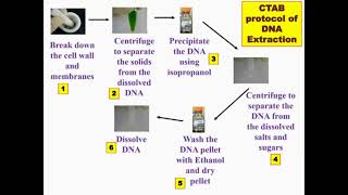 Overview Protocol CTAB DNA Extraction [upl. by Woodman]