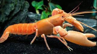 Aquascaping Lab  Cherax Crayfish Blue Lobster Shrimp all species info  Gambero Quadricarinatus [upl. by Ahsieyn]