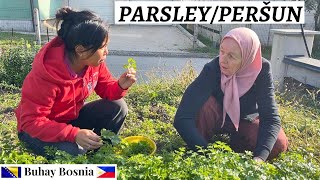 Šta raditi sa peršunom  What to do with parsley [upl. by Carlen]