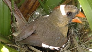 Northern Cardinal Calls FYV [upl. by Vey]