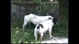 The French Bulldog  Pet Dog Documentary English [upl. by Annoj]