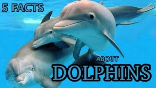 how dolphin communicate each other [upl. by Lagiba]