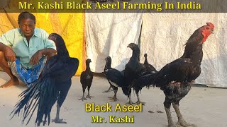 Mr Kashi Black Aseel Farming  Parrot Break Long Tail Black Aseel [upl. by Alikat]