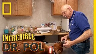 Porcupine’d Pups  The Incredible Dr Pol [upl. by Aynod]