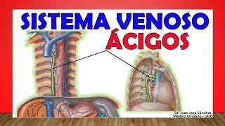 🥇 SISTEMA VENOSO ÁCIGOS Anatomía fácil y Sencilla [upl. by Ahseetal]