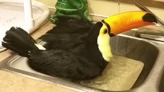 Toucan takes a bath [upl. by Rosamund]