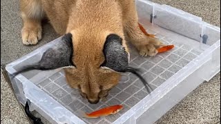 Baby Roo the Caracal goes fishing 🎣 [upl. by Daria]