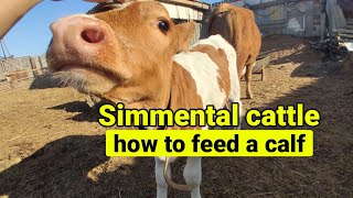 Simmental cattle  how to feed a calf  Simmental cow  西门塔尔牛如何喂小牛 [upl. by Felix]