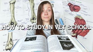 HOW TO STUDY IN VET SCHOOL study tips for Anatomy Physiology and Clinical Medicine [upl. by Adiene488]