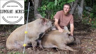 Pig Farming What you for raising pigs  Waterers Feeders and Housing [upl. by Nolyd]