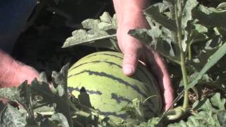 HOW TO VIDEO PICKING WATERMELONS [upl. by Sral]