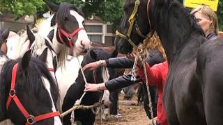 Paardenmarkt Elst blijft handel [upl. by Mun]