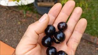 Jabuticaba nativa produzindo em vaso e plantada de semente [upl. by Ilak427]