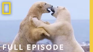 Clan of the North Full Episode  Kingdom of the Polar Bears [upl. by Jonis]