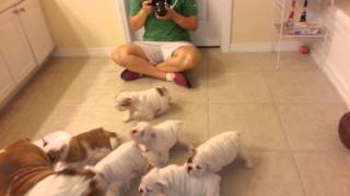 English Bulldog Puppies 8 weeks old [upl. by Matthaus]