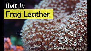 How To Frag Leather Coral Tutorial [upl. by Glennis]