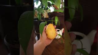 Como germinar semilla mango en agua o sustrato [upl. by Eidnew]