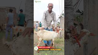 MJH GOAT FARM MURSHIDABAD ajagro goatfarmbusiness goatfarmbusiness goatbusiness goatfarming [upl. by Trbor]