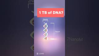 DNA vs Memory Card  Incredible size of our genes human dna animation comparison [upl. by Haerr391]