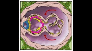 EMBRYOLOGY III the Week of Twos Finishing off the Second Week [upl. by Yeliw]