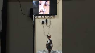 Cat fight comedy funny movie memes gangsofwasepur manojbajpayee cat shorts youtube trend [upl. by Akenahc]