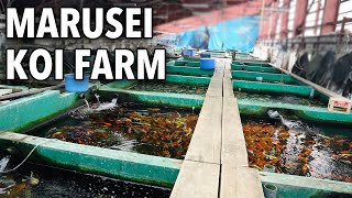 Marusei Koi Farm Walk Around [upl. by Loris]