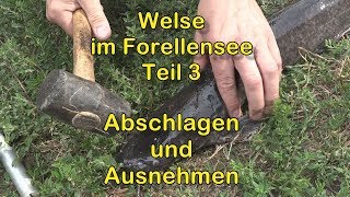 Welsangeln am Forellensee Teil 3 Abschlagen und Ausnehmen [upl. by Noillimaxam]