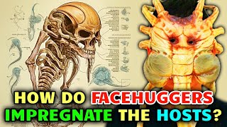 Facehuggers Anatomy – How Facehuggers Impregnate Hosts But Also Keep Them Alive [upl. by Meldoh]