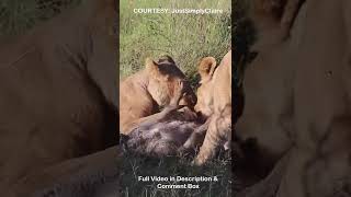 Lions rips apart a Warthog while its Alive [upl. by Werdnael]