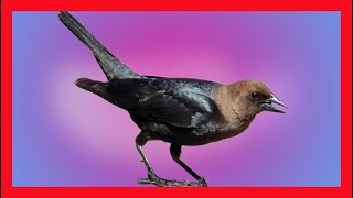 Brown Headed Cowbird Song Brown Headed Cowbird Call Bird Sound Chirp Melody  Molothrus Ater [upl. by Inahteb]