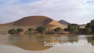 Sossusvlei in flood  stunning scenes with Deadvlei petrified trees for good measure [upl. by Akemot]