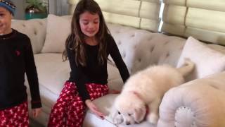 Christmas puppy surprise for the Kids English Golden Retriever [upl. by Haugen]