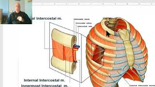 Anatomy of the thorax 2023 Muscles of the thorax by Dr Wahdan [upl. by Mehs]