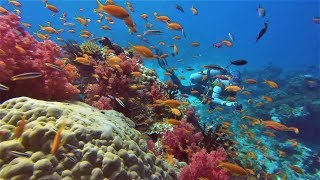 I have never seen colors like this Rainbow Reef of Fiji [upl. by Damaris849]