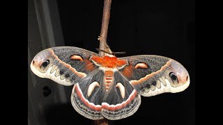 Complete Metamorphosis A Cecropia Moth Life Cycle [upl. by Sanfourd]