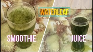 Waterleaf Juice amp Smoothie [upl. by Acinorav509]